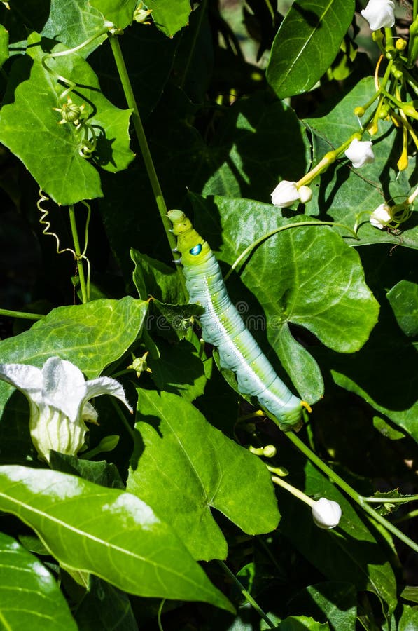 Green worm stock photo. Image of arthropod, closeup, moth 56142936
