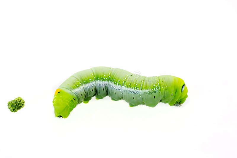 Green Worm Stock Photo Image 51626559