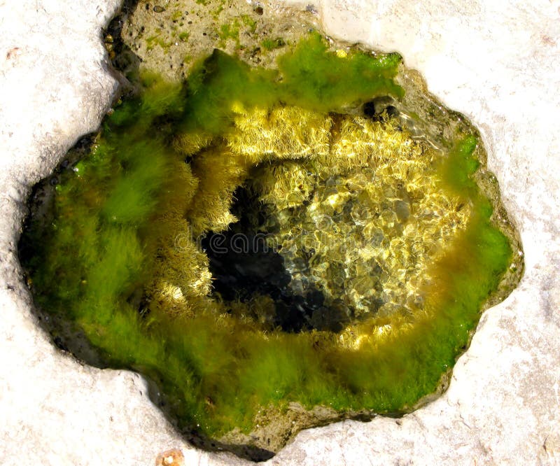 Yellowgreen algae stock image. Image of green, smooth 40427631