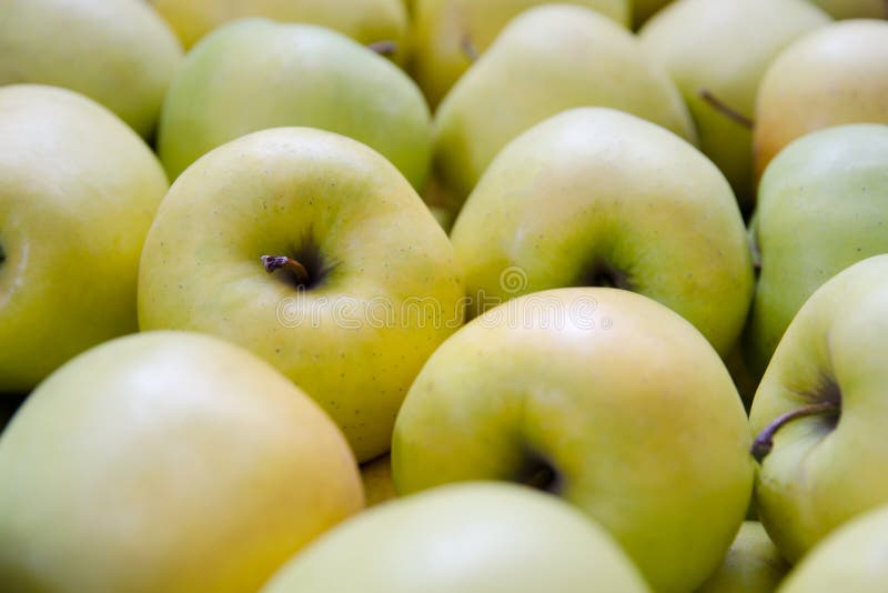 Green and Yellow Apples. Apples of the Variety Golden Stock Image