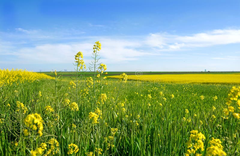 Green, yellow and blue nature landscape stock photo