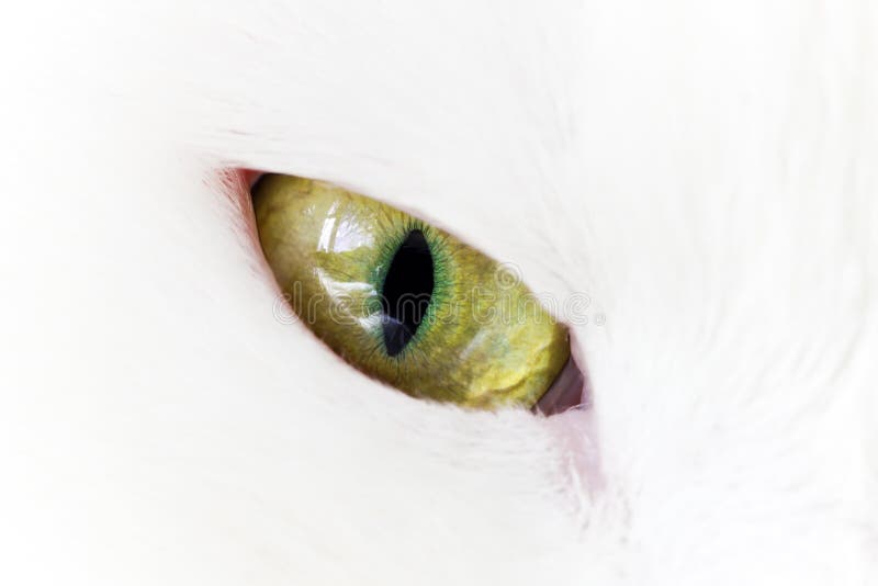 Green yellow cat eye stock photo. Image of domestic, deep 24758726