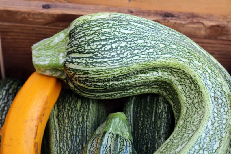 288 Crookneck Squash Green Stock Photos Free & RoyaltyFree Stock