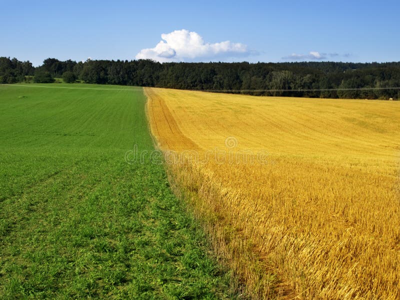 Green and yellow field