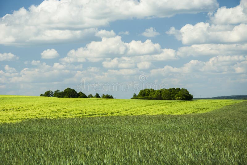 Green and Yellow Fields of Cereals and Coppice Stock Photo - Image of ...