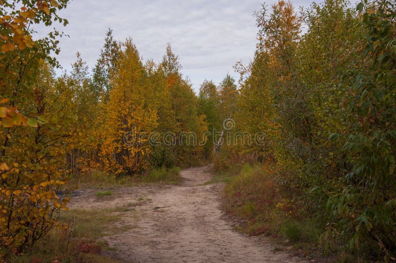 Green and yellow forest with pines and trees and larch. Path through wood. Autumn on the north with blue sky above. royalty free stock images Green and yellow forest with pines and trees and larch. Path through wood. Autumn on the north with blue sky above. royalty free stock images