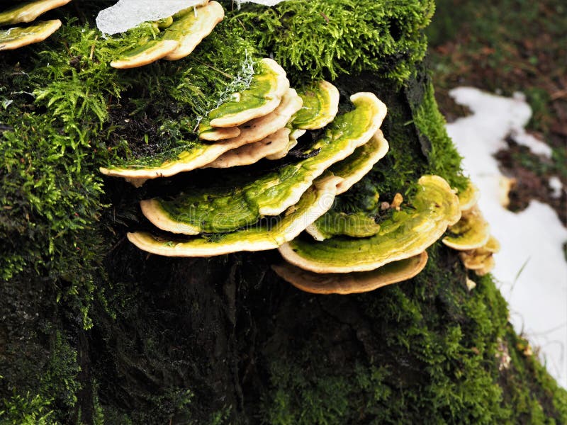 Green and yellow fungi growing on a mossy tree stump