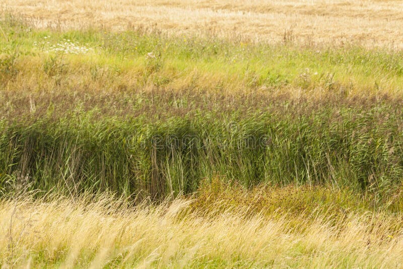 Green and Yellow Grass Background Stock Image Image of design, grass