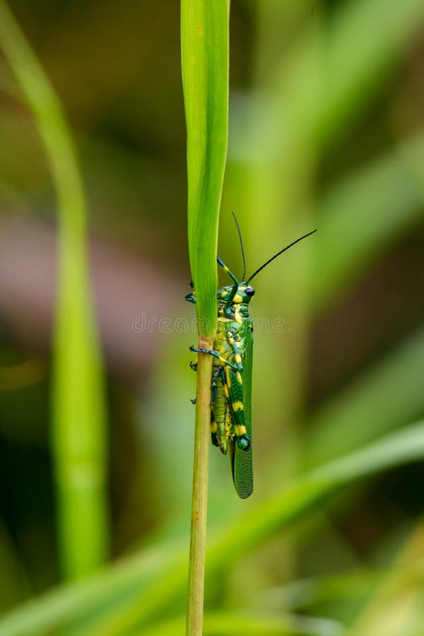 Green and yellow grasshopper or chromacris psittacus, a lubber grasshoppers in the family romaleidae, Guna Yala region, Panama stock photo Green and yellow grasshopper or chromacris psittacus, a lubber grasshoppers in the family romaleidae, Guna Yala region, Panama stock photo