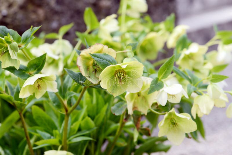 Green Yellow Hellebore Flower in Blossom Stock Image Image of nature