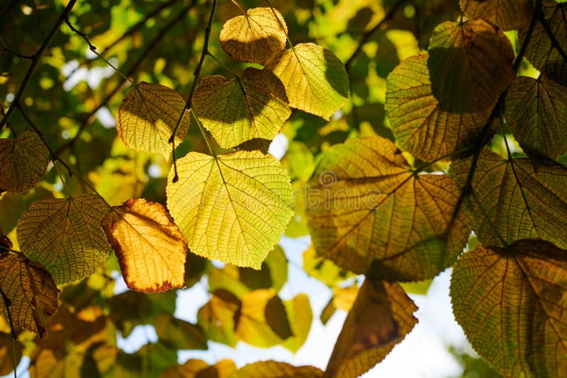 Green and yellow leaves of large-leaved linden, view through large-leaved linden tree, blue sky