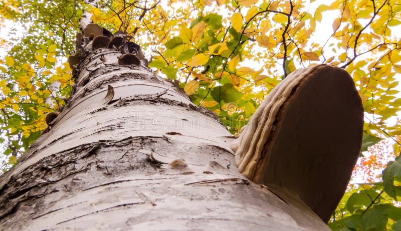 Green and Yellow leaves | Natural Mushrooms