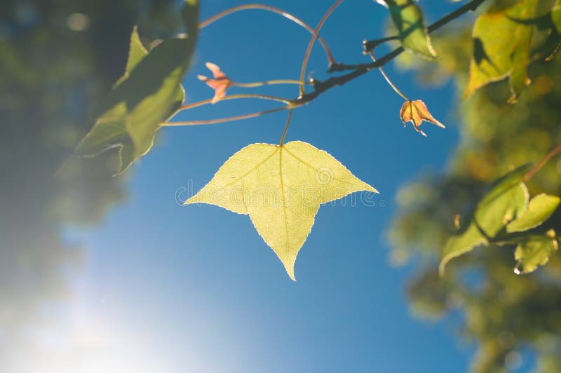 The green or yellow maple leaves on blue sky background among sunllight