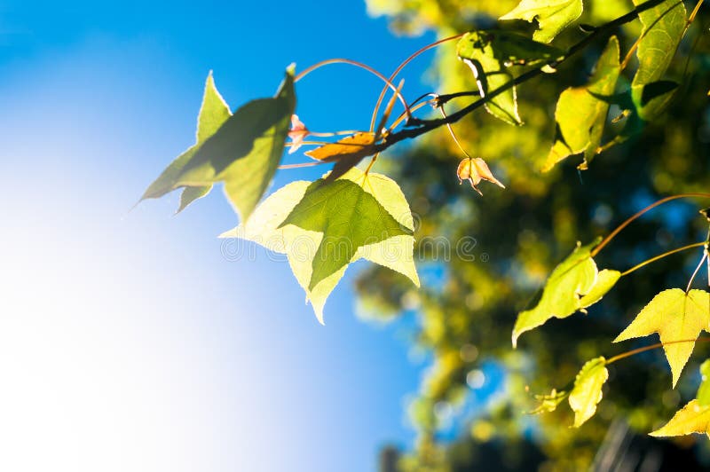 The green or yellow maple leaves on blue sky background among sunllight with nature bokeh