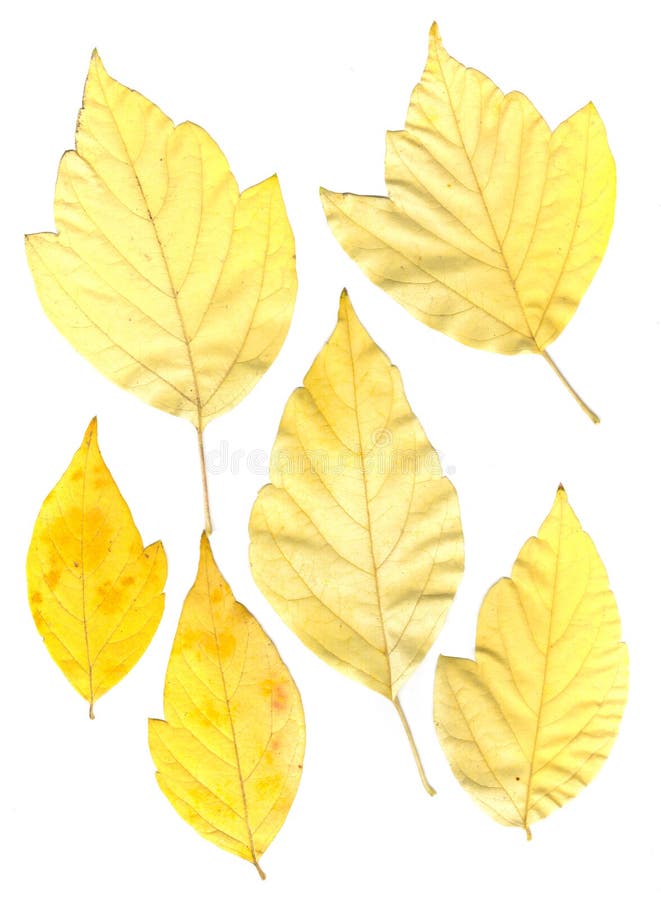 Green and Yellow Pressed Maple Leaves Stock Image Image of background