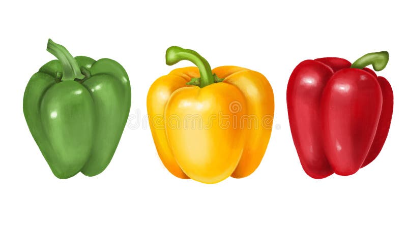 Green, yellow and red bell pepper, hand drawn illustration