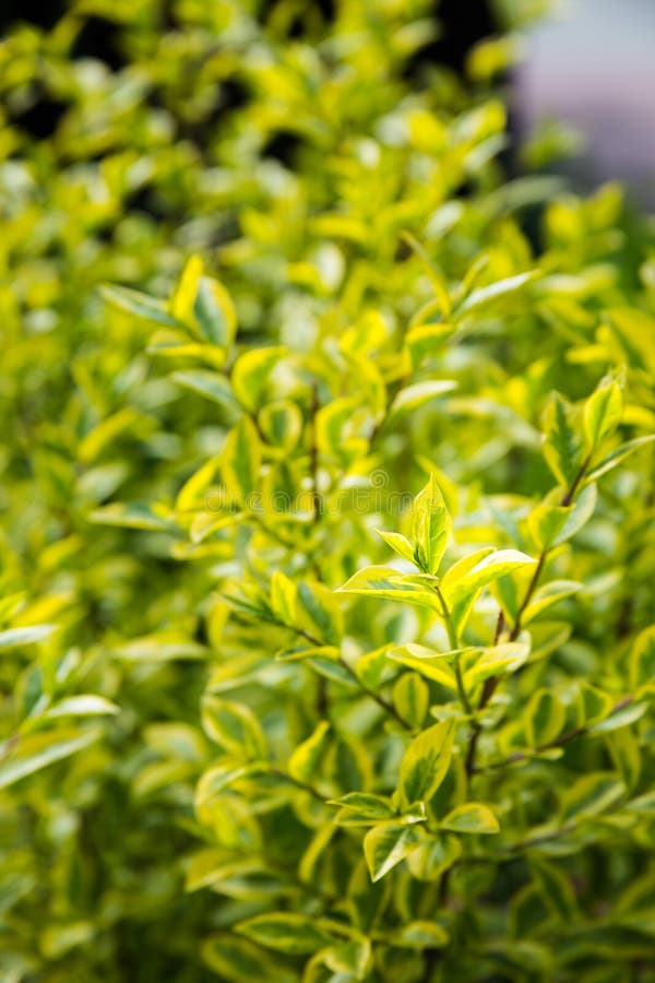 Texture of Green and Yellow Leaves Plant Stock Photo Image of closeup, bright 23854128
