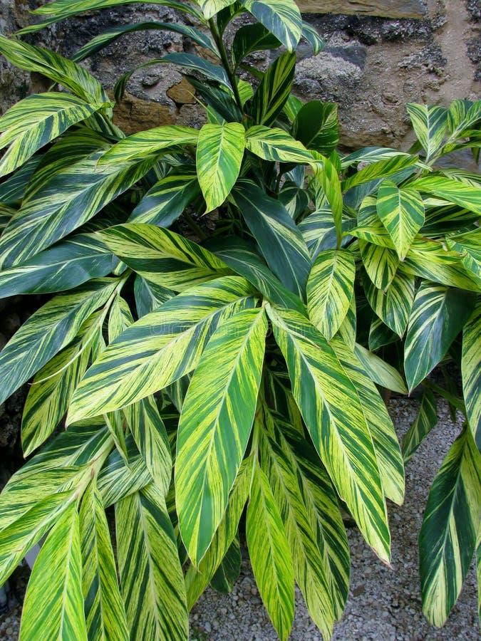 Variegated Ginger Lily Plant Shell Ginger In Sun City Center Florida Stock Photo Image Of Random City