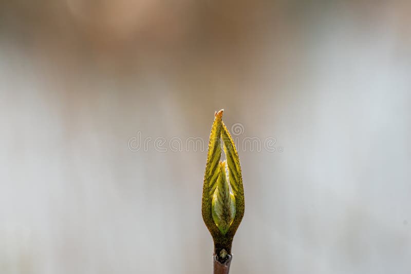 The Green Yellow Tip of a Plant at an Early Stage of Bloom Stock Image