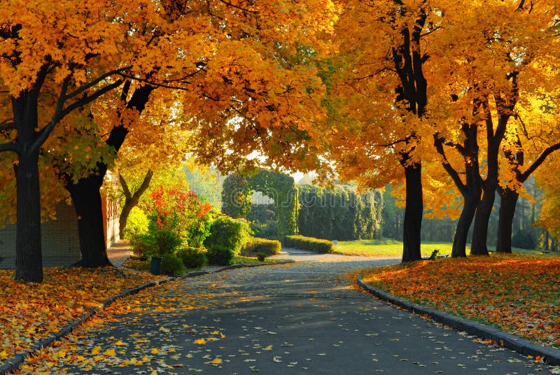 Green and yellow trees in park