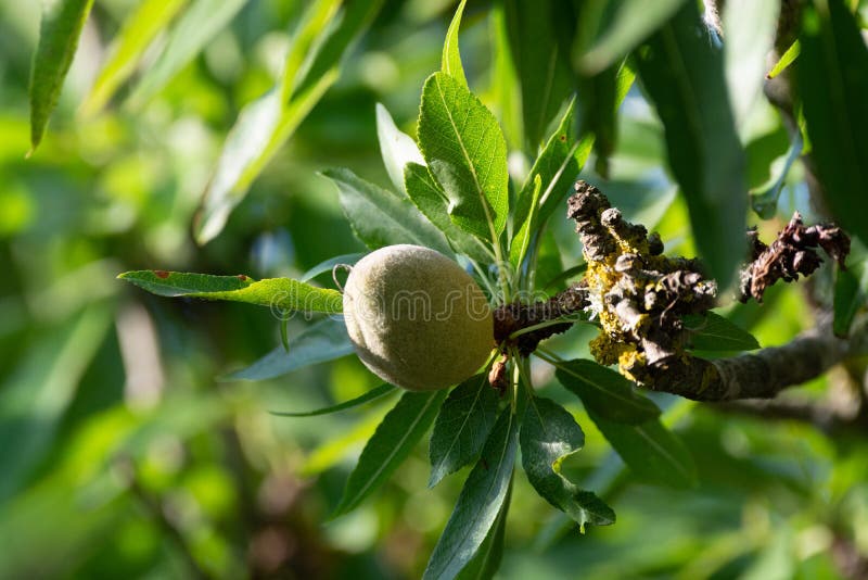 Green Young Almonds Nuts Growing on Almond Tree Stock Photo Image of