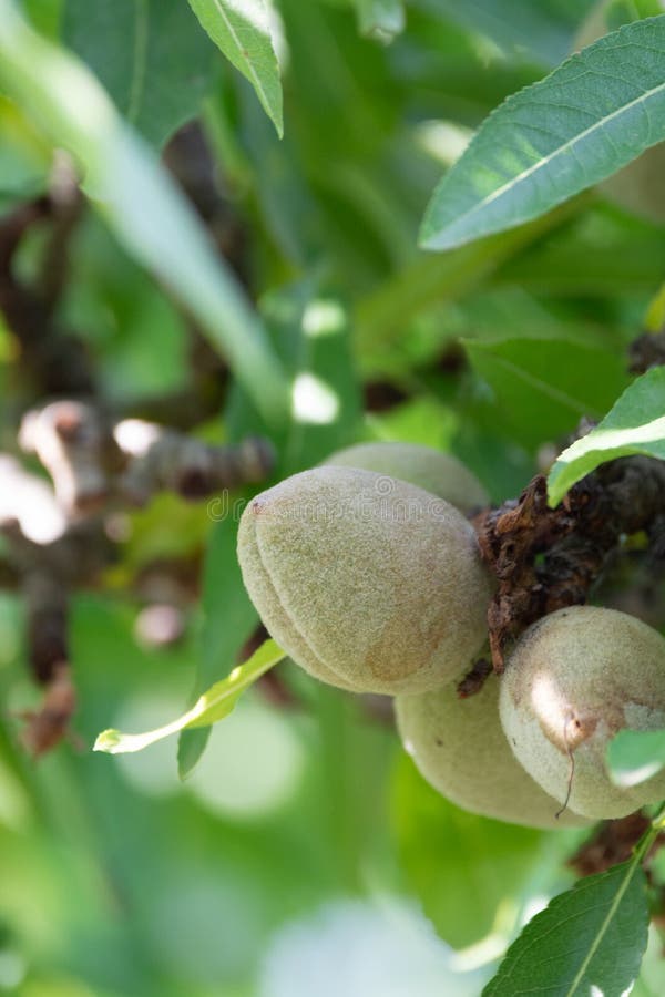 Green Young Almonds Nuts Growing on Almond Tree Stock Photo Image of