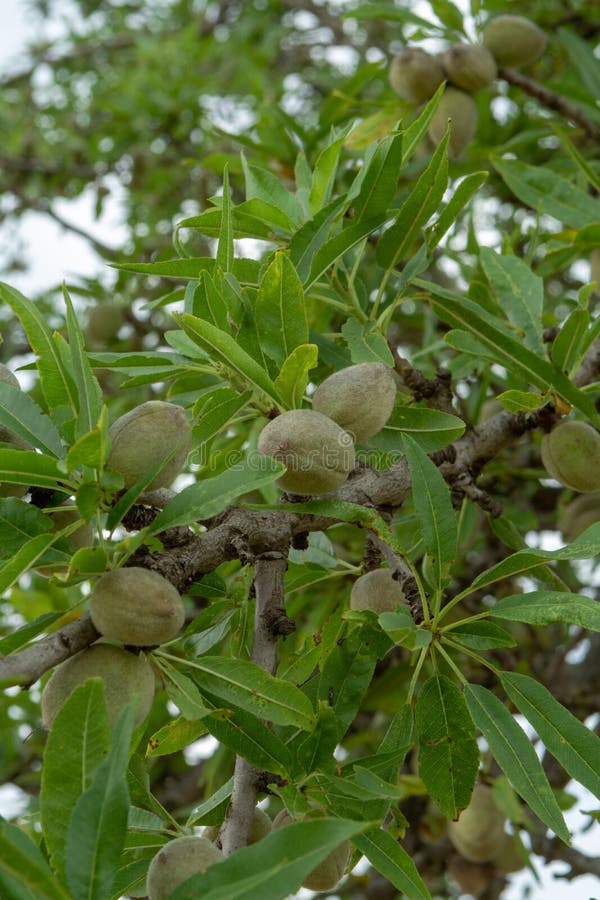 Green Young Almonds Nuts Growing on Almond Tree Stock Photo Image of