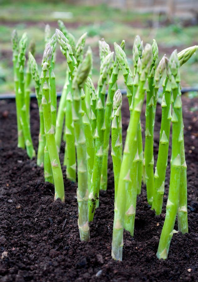 Green Young Asparagus Sprouts in the Garden Stock Image Image of