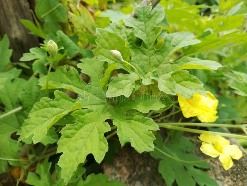Green Young Bitter Gourd Leaves with Light Yellow Flowers. Stock Image