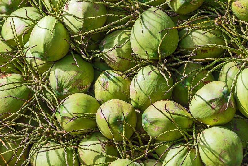 A Young Coconut Green Tender Coconut On Sandy Beach Rule Of