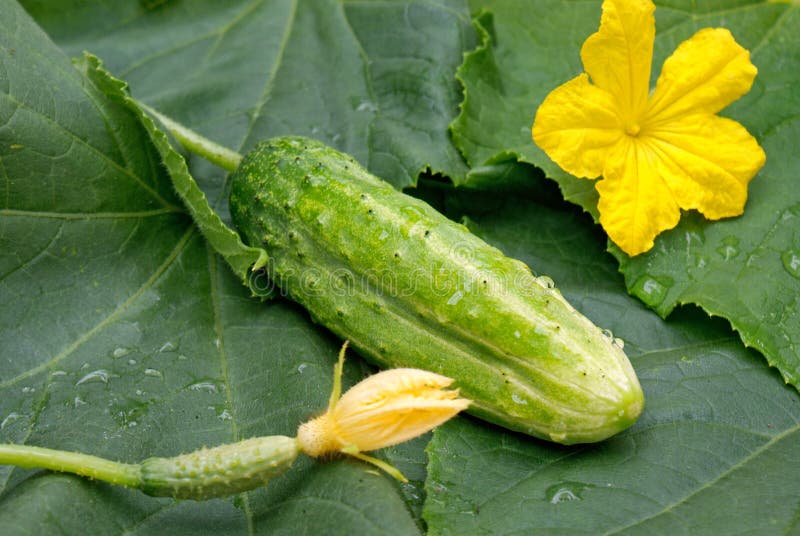 Green young cucumber