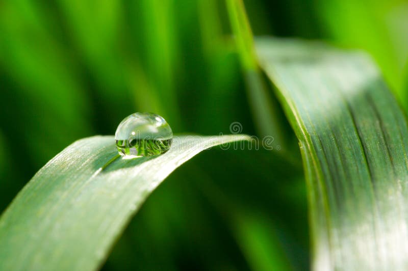 Green young grass with drops