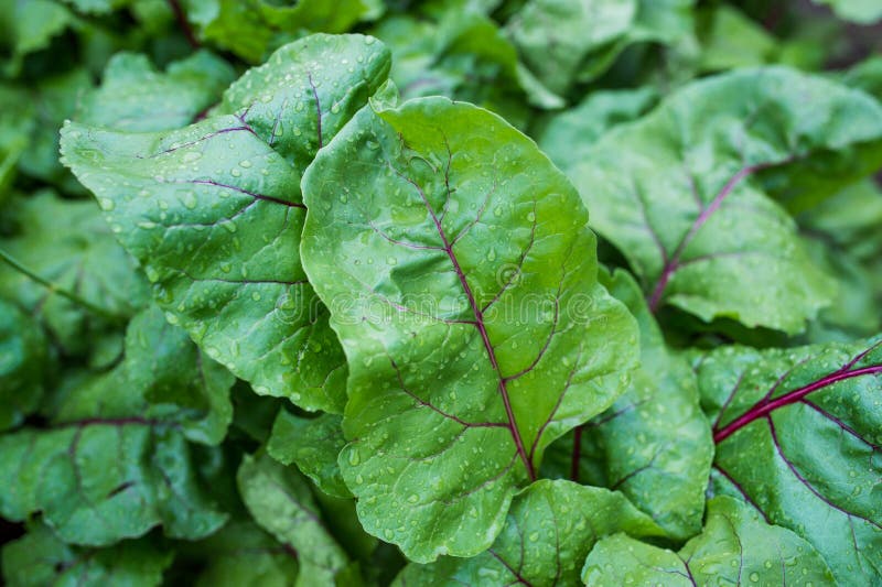 Green Young Leaves of Beetroot Covered with Dew Stock Photo Image of