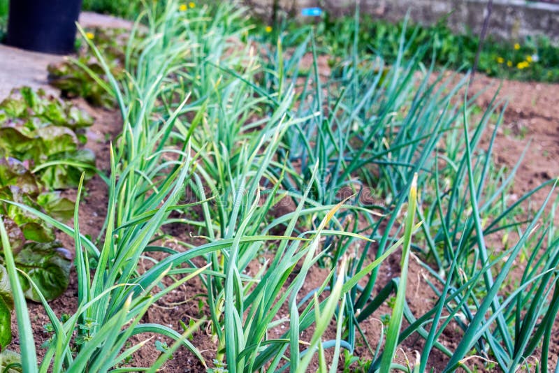 Green Young Leaves Spring Onion Plants in Plantation Stock Image
