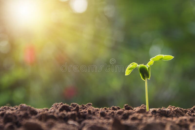 Green Young Plant Growing in Soil on Nature Background Stock Photo
