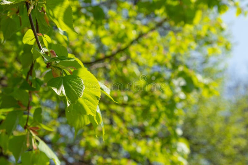 Green Young Spring Leaves from a Linden Tree. Variable Focus Stock