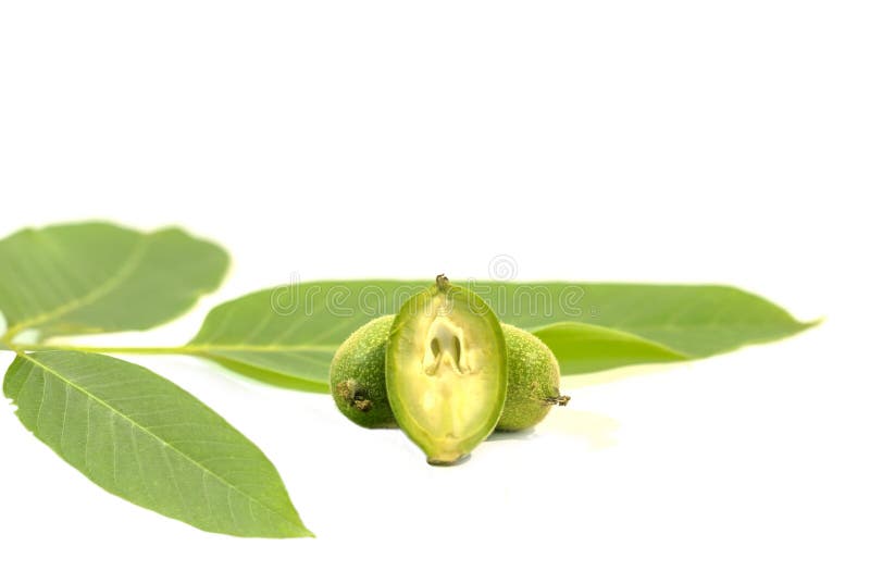 A Lot Green Young Walnuts in Husks on Kitchen Table with Green Leaves