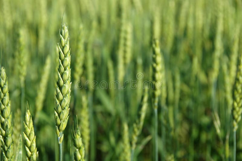 Green Young Wheat