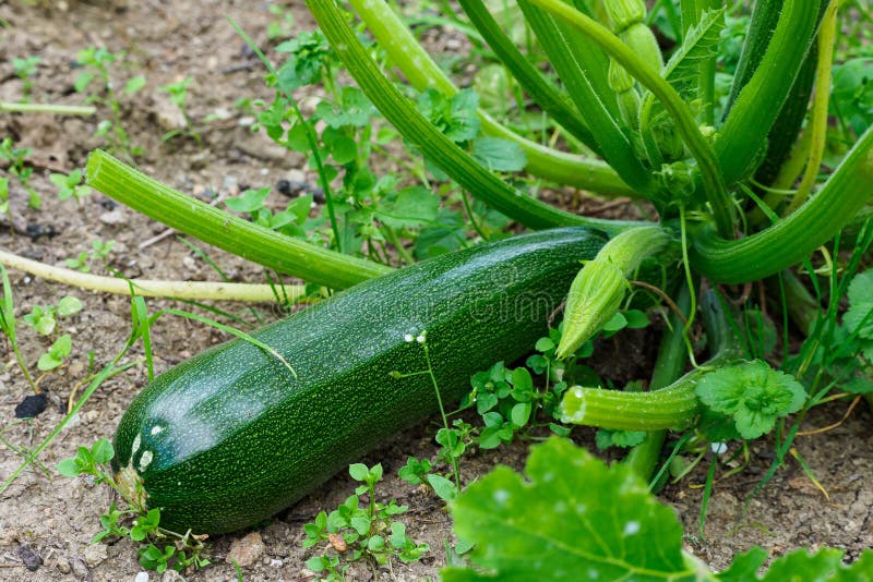 Green Zucchini in Garden. Growing Zucchini on a Vegetable Garden Stock