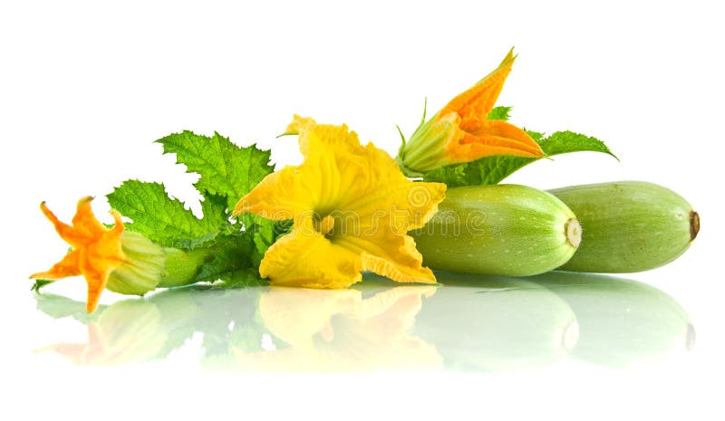 Green zucchini leaves and flower