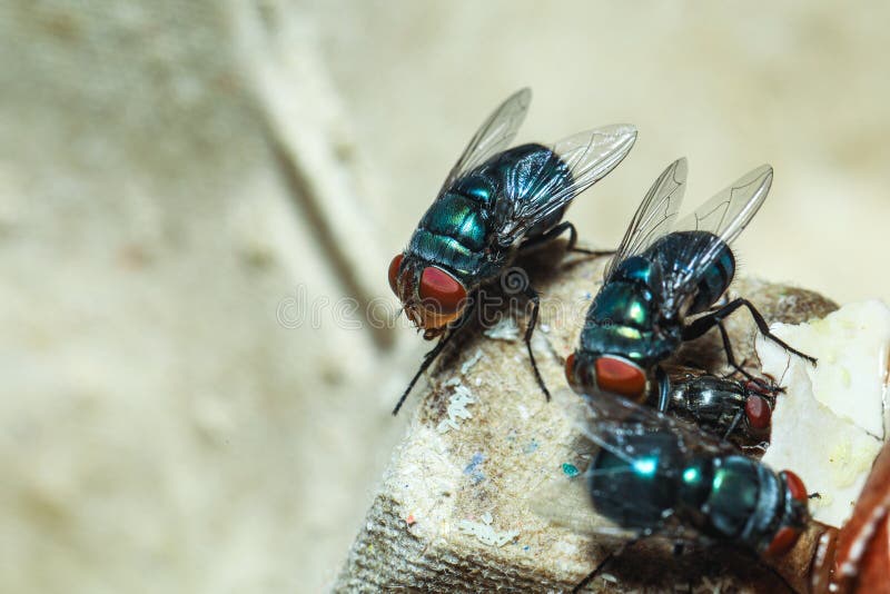 Greenbottle fly,  Chrysomya megacephala Chrysomyia spp, House flies