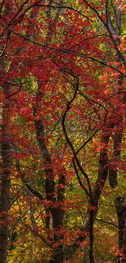 Greenbrier, Autumn Color in the Trees. Autumn Color in Greenbrier in the Great Smoky Mountains National Park stock image Greenbrier, Autumn Color in the Trees. Autumn Color in Greenbrier in the Great Smoky Mountains National Park stock image