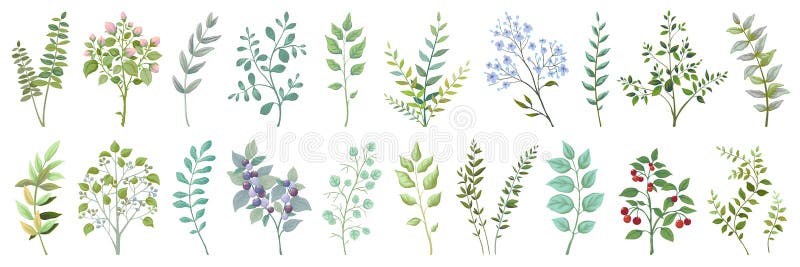 Greenery elements. Leaves branches foliage wedding plants, vintage nature botanical collection. Vector exotic garden