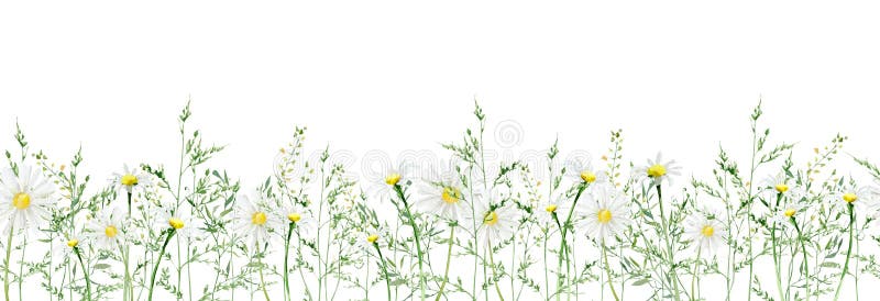 Greenery field botanical seamless border design.Horizontal herbal banners on white background for wedding invitation, business products. web banner with leaves, branches, meadow floral