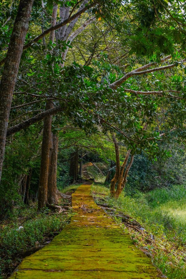 Forest Trail by the Lakeside at Taman Eko Rimba Terenggun, Kuala Lipis ...