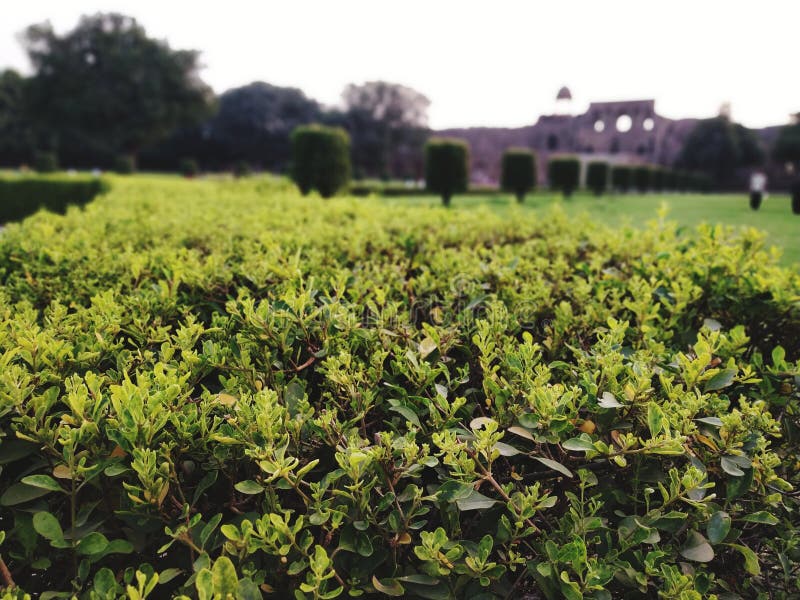 Greenery stock photo. Image of greenery, plants, garden 140511038