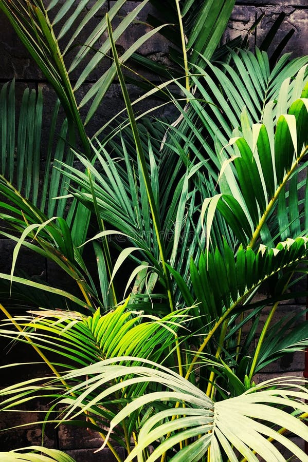 Greenery stock image. Image of greenery, plant, leaves 133885603