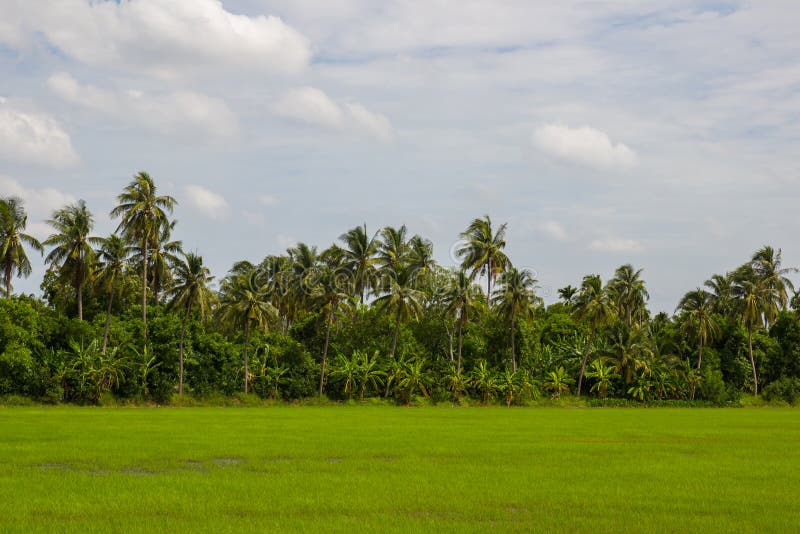 Greenery Rice Fields with Coconut Trees in the Background in ...