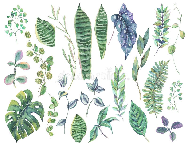 Greenery ustawiający egzotycznej akwareli zieleni tropikalni liście royalty ilustracja Greenery ustawiający egzotycznej akwareli zieleni tropikalni liście royalty ilustracja