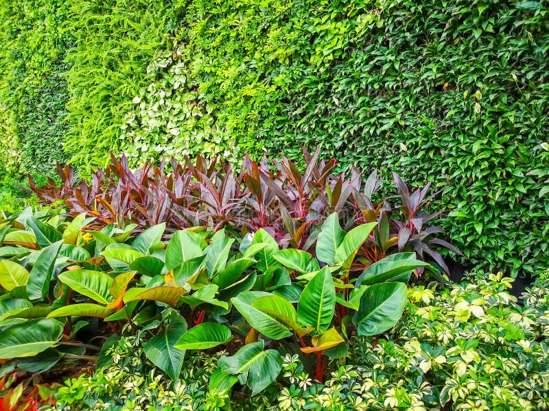Greenery vertical garden wall of green leaves and red colorful plant with a good maintenance landscape in a park